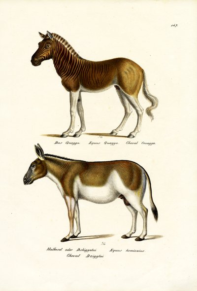Quagga, 1824 de Karl Joseph Brodtmann